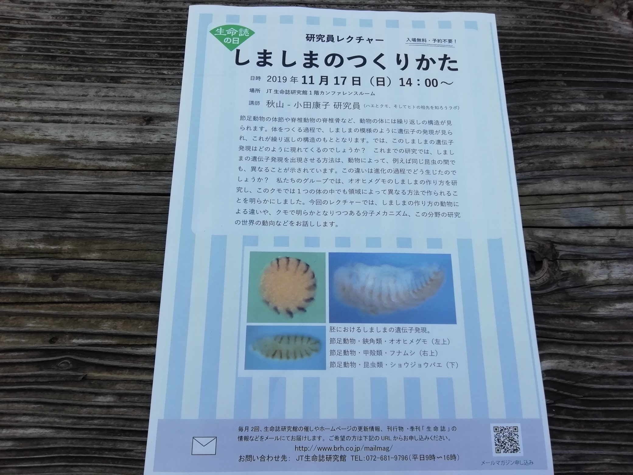 しましまのつくりかた Jt生命誌研究館 19年11月17日 高槻plus